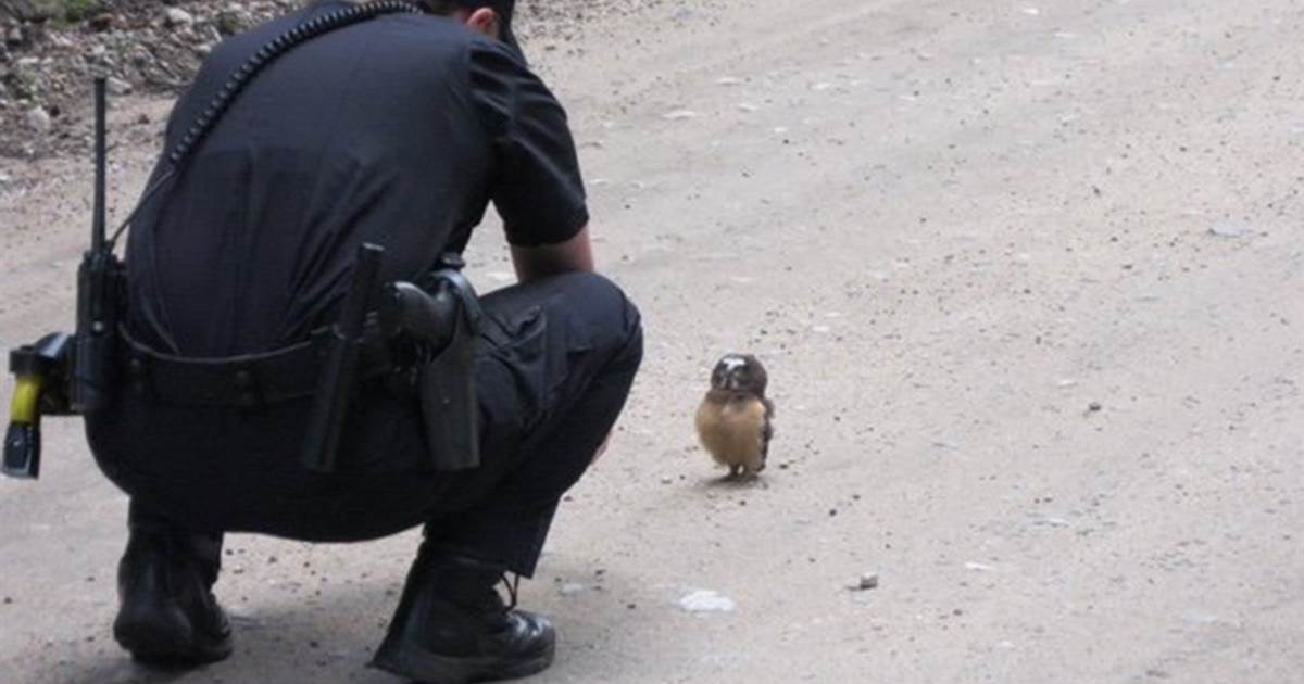 Libertarian Owl Blank Meme Template