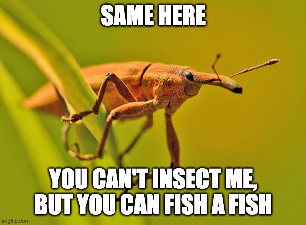 Happy Insect | SAME HERE YOU CAN'T INSECT ME, BUT YOU CAN FISH A FISH | image tagged in happy insect | made w/ Imgflip meme maker