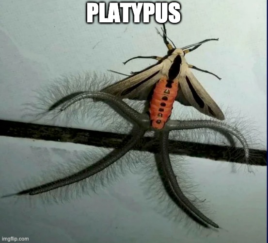 PLATYPUS | made w/ Imgflip meme maker