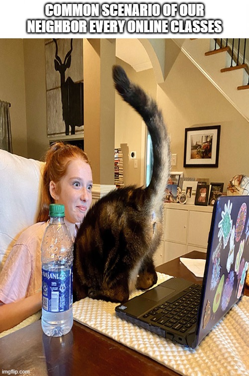 Cat's daily goal | COMMON SCENARIO OF OUR NEIGHBOR EVERY ONLINE CLASSES | image tagged in funny memes,cats,online school,online class | made w/ Imgflip meme maker