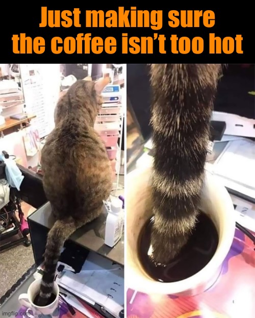 Temperature Check | Just making sure the coffee isn’t too hot | image tagged in funny memes,funny cat memes,funny,cats,funny cats | made w/ Imgflip meme maker