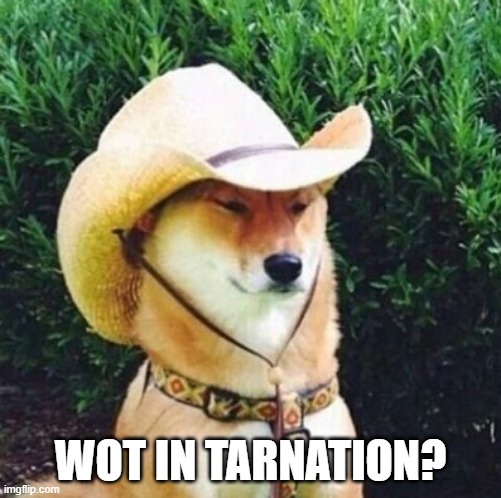Wot in Tarnation Dog | WOT IN TARNATION? | image tagged in wot in tarnation dog | made w/ Imgflip meme maker
