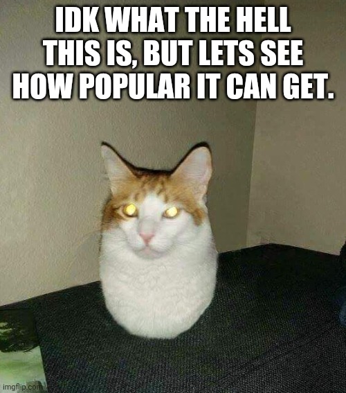 eggcat | IDK WHAT THE HELL THIS IS, BUT LETS SEE HOW POPULAR IT CAN GET. | image tagged in eggcat | made w/ Imgflip meme maker