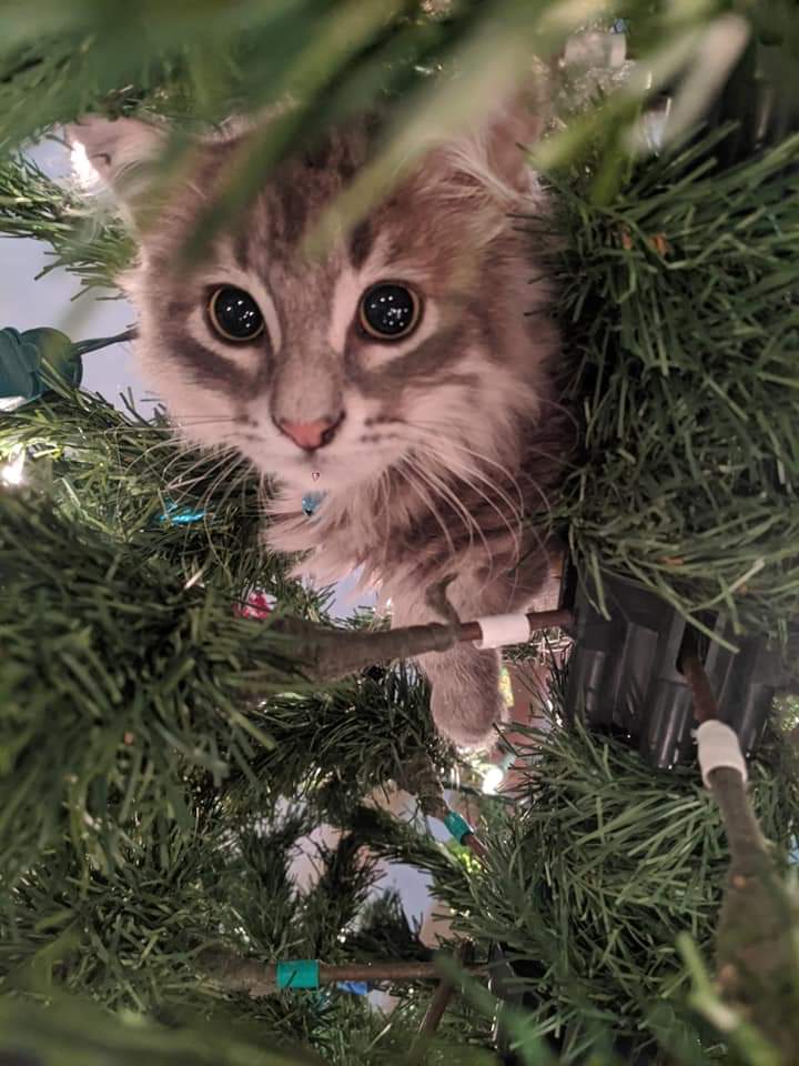 Christmas tree kitten Blank Meme Template