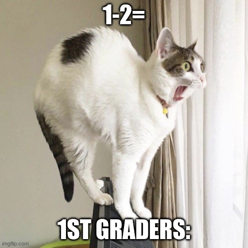 WTF CAT | 1-2=; 1ST GRADERS: | image tagged in wtf cat | made w/ Imgflip meme maker