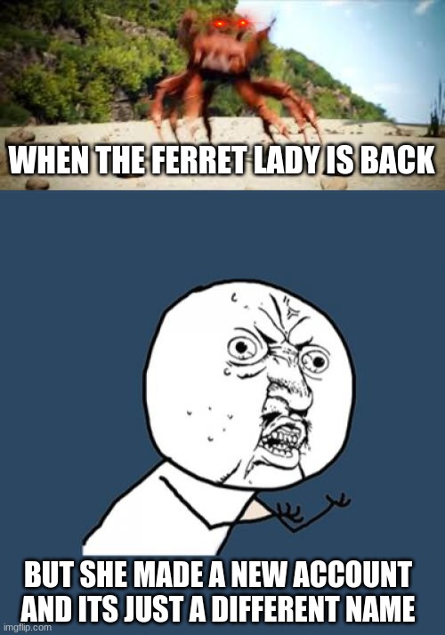 why? | WHEN THE FERRET LADY IS BACK; BUT SHE MADE A NEW ACCOUNT AND ITS JUST A DIFFERENT NAME | image tagged in crab rave,memes,y u no | made w/ Imgflip meme maker