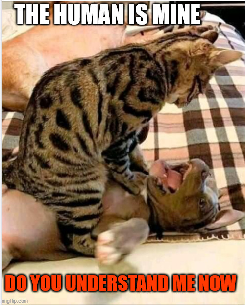 THE HUMAN IS MINE; DO YOU UNDERSTAND ME NOW | image tagged in cat puppy wrestling | made w/ Imgflip meme maker