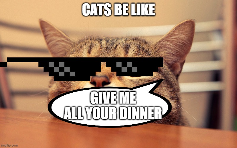 Cats be like | CATS BE LIKE; GIVE ME ALL YOUR DINNER | image tagged in funny | made w/ Imgflip meme maker