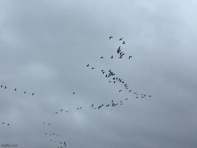 A picture that I took one morning of the geese migrating | image tagged in geese,flying in the airrr,xd | made w/ Imgflip meme maker