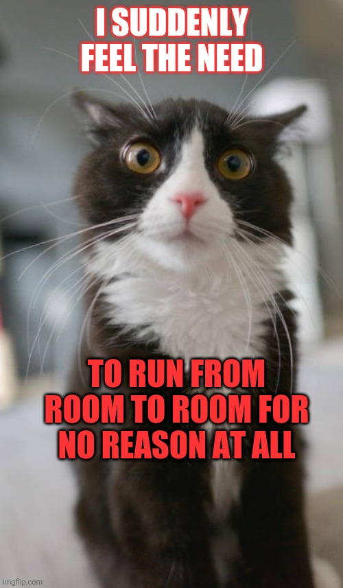 Cat panic | I SUDDENLY FEEL THE NEED; TO RUN FROM ROOM TO ROOM FOR NO REASON AT ALL | image tagged in funny cats | made w/ Imgflip meme maker