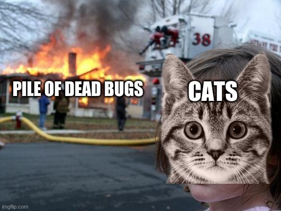 dead bugs | CATS; PILE OF DEAD BUGS | image tagged in memes,disaster girl | made w/ Imgflip meme maker