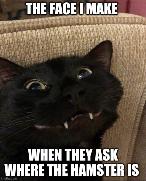 eater | THE FACE I MAKE; WHEN THEY ASK WHERE THE HAMSTER IS | image tagged in cats | made w/ Imgflip meme maker