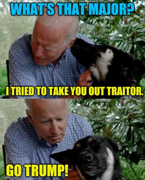 Joe Biden's Dog Major, A Real American Hero | image tagged in trump 2020,joe biden,major,drstrangmeme,2020 elections,satire | made w/ Imgflip meme maker