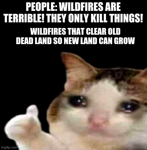 Sad cat thumbs up | PEOPLE: WILDFIRES ARE TERRIBLE! THEY ONLY KILL THINGS! WILDFIRES THAT CLEAR OLD DEAD LAND SO NEW LAND CAN GROW | image tagged in sad cat thumbs up | made w/ Imgflip meme maker