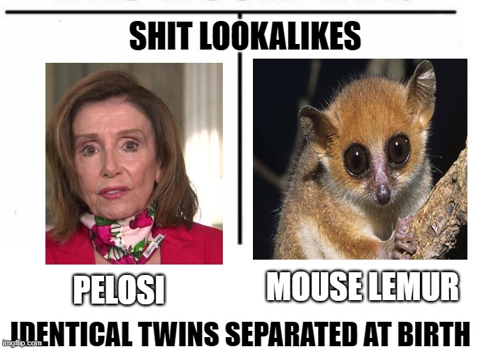 twins | SHIT LOOKALIKES; MOUSE LEMUR; PELOSI; IDENTICAL TWINS SEPARATED AT BIRTH | image tagged in comparison table | made w/ Imgflip meme maker