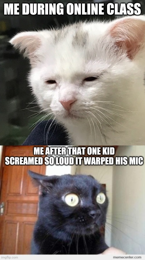 Online Psychology Class | ME DURING ONLINE CLASS; ME AFTER THAT ONE KID SCREAMED SO LOUD IT WARPED HIS MIC | image tagged in i'm awake but at what cost,scared cat,that one friend | made w/ Imgflip meme maker