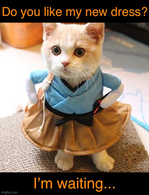 Fishing for Compliments | Do you like my new dress? I’m waiting... | image tagged in funny memes,funny cat memes,funny,cats,funny cats | made w/ Imgflip meme maker