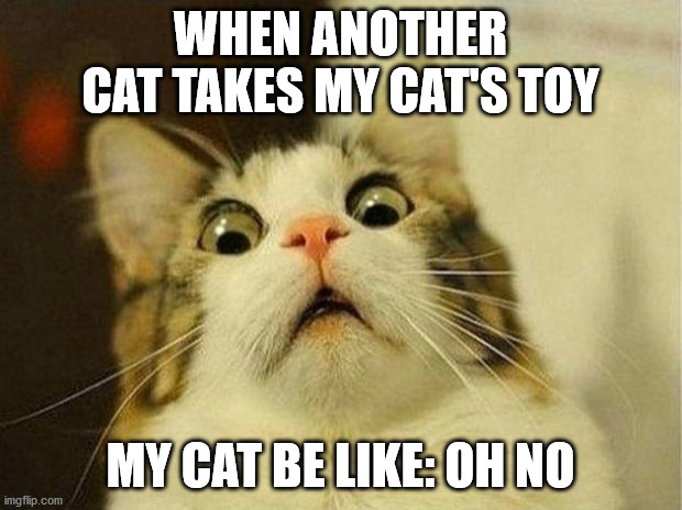 Scared Cat Meme | WHEN ANOTHER CAT TAKES MY CAT'S TOY; MY CAT BE LIKE: OH NO | image tagged in memes,scared cat | made w/ Imgflip meme maker