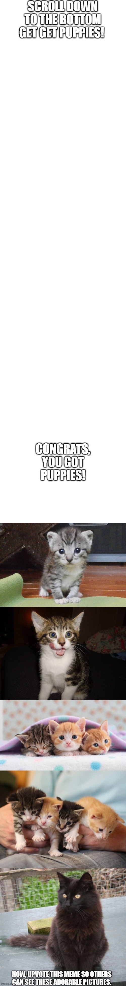 Long blank white | SCROLL DOWN TO THE BOTTOM GET GET PUPPIES! CONGRATS, YOU GOT PUPPIES! NOW, UPVOTE THIS MEME SO OTHERS CAN SEE THESE ADORABLE PICTURES. | image tagged in long blank white,dogs,puppies | made w/ Imgflip meme maker