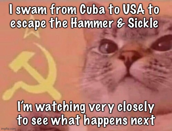 Communist cat |  I swam from Cuba to USA to 
escape the Hammer & Sickle; I’m watching very closely to see what happens next | image tagged in communist cat | made w/ Imgflip meme maker