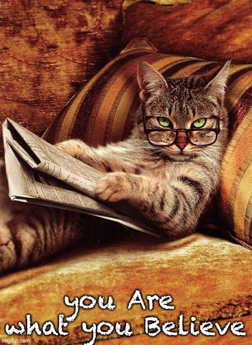 cat reading | you Are 
what you Believe | image tagged in cat reading | made w/ Imgflip meme maker