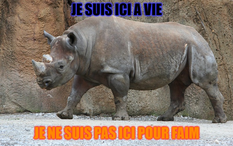 An rhino | JE SUIS ICI A VIE; JE NE SUIS PAS ICI POUR FAIM | image tagged in a rhino | made w/ Imgflip meme maker