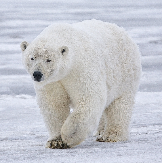 A polar bear Blank Meme Template