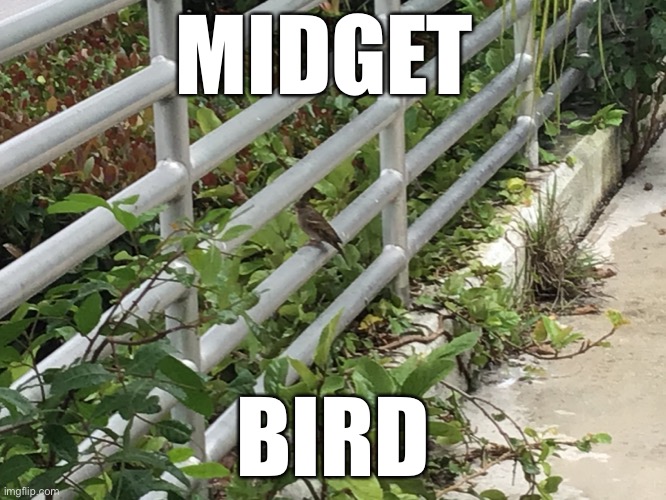 Midget bird! | MIDGET; BIRD | image tagged in midget | made w/ Imgflip meme maker