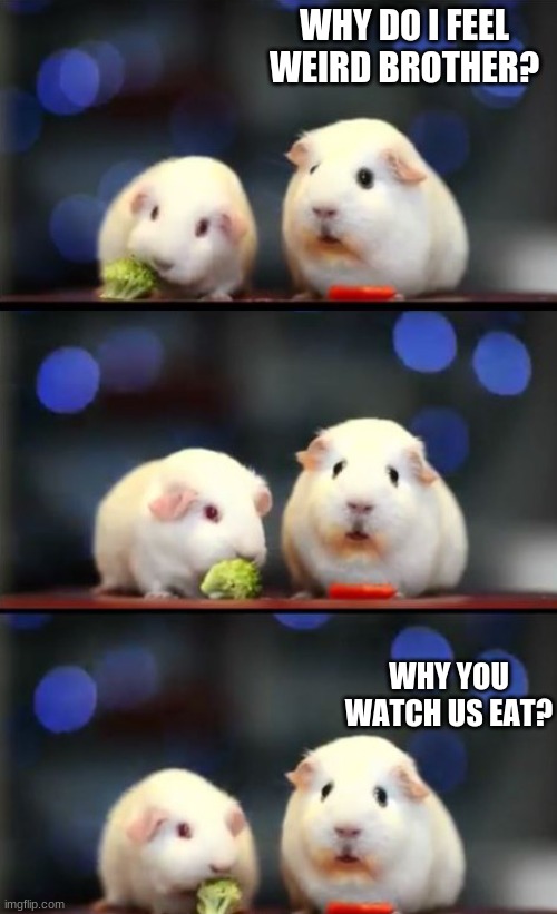 Why you look at us? | WHY DO I FEEL WEIRD BROTHER? WHY YOU WATCH US EAT? | image tagged in memes | made w/ Imgflip meme maker