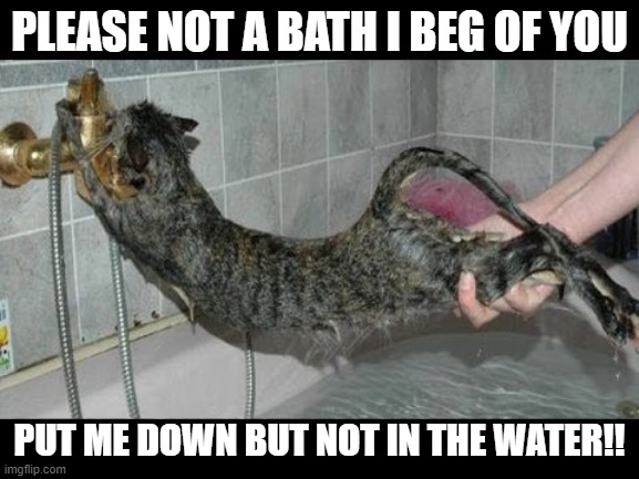 This cat doesn't want to get wet | PLEASE NOT A BATH I BEG OF YOU; PUT ME DOWN BUT NOT IN THE WATER!! | image tagged in trying not to bathe,cat | made w/ Imgflip meme maker