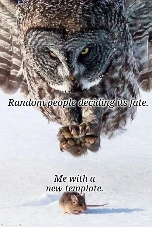 Yup new template | Random people deciding its fate. Me with a new template. | image tagged in owl and mouse | made w/ Imgflip meme maker
