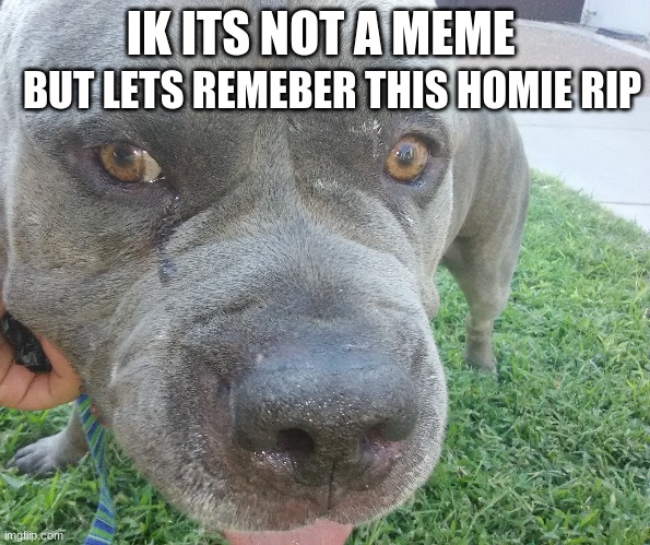 love the boy | IK ITS NOT A MEME; BUT LETS REMEBER THIS HOMIE RIP | image tagged in rip,homie | made w/ Imgflip meme maker