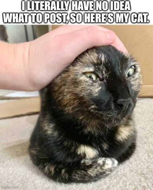 cat pic | I LITERALLY HAVE NO IDEA WHAT TO POST, SO HERE’S MY CAT. | image tagged in idk | made w/ Imgflip meme maker