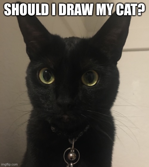 Should I draw my cat? ? | SHOULD I DRAW MY CAT? | image tagged in cat,drawing,photo | made w/ Imgflip meme maker