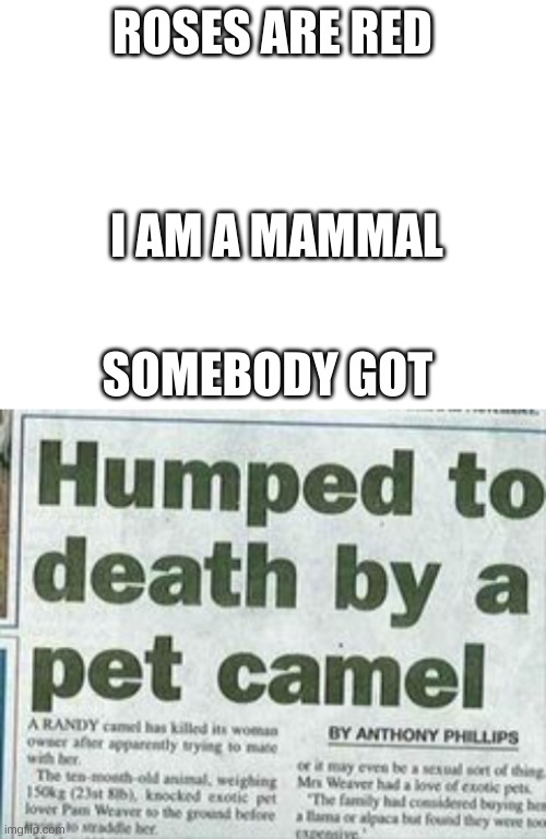 how is that even possible? | ROSES ARE RED; I AM A MAMMAL; SOMEBODY GOT | image tagged in blank white template | made w/ Imgflip meme maker
