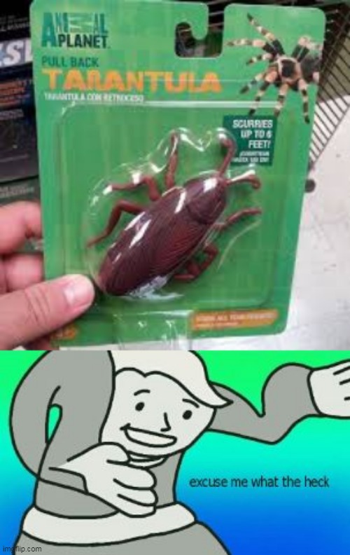 XcUz Meh y Z hecc is My tarantula bald? | image tagged in excuse me what the heck,funny,meme | made w/ Imgflip meme maker