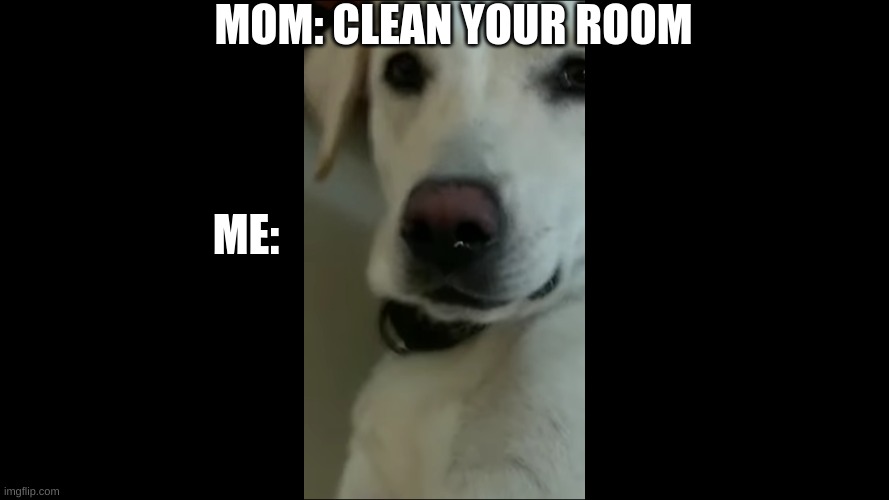 doggo | MOM: CLEAN YOUR ROOM; ME: | image tagged in memes | made w/ Imgflip meme maker