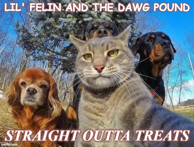 I'd Buy It | LIL' FELIN AND THE DAWG POUND; STRAIGHT OUTTA TREATS | image tagged in rap,gangsta,cats,dogs | made w/ Imgflip meme maker
