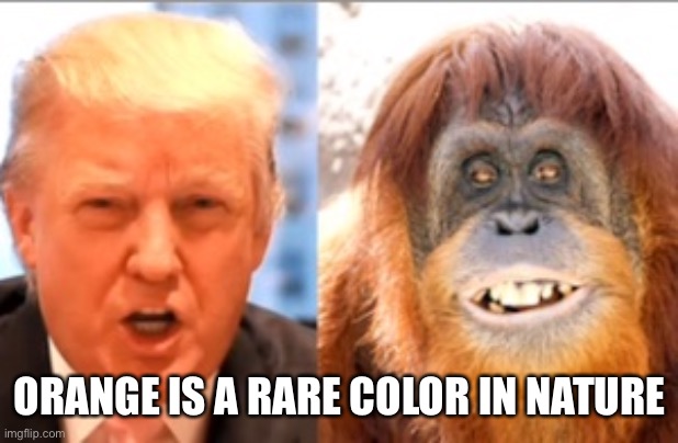Donald trump is an orangutan | ORANGE IS A RARE COLOR IN NATURE | image tagged in donald trump is an orangutan | made w/ Imgflip meme maker