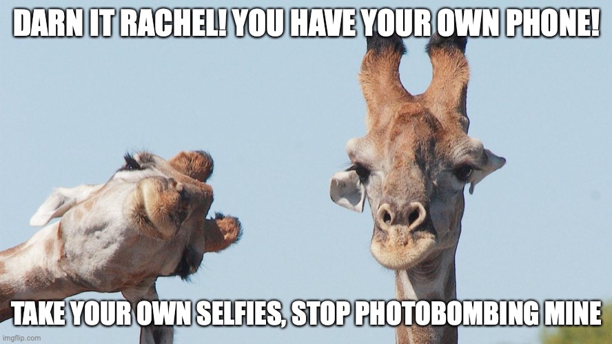 Photobombing |  DARN IT RACHEL! YOU HAVE YOUR OWN PHONE! TAKE YOUR OWN SELFIES, STOP PHOTOBOMBING MINE | image tagged in funny giraffe,photobomb,funny memes,fun | made w/ Imgflip meme maker