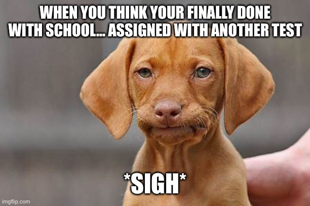 Dissapointed puppy | WHEN YOU THINK YOUR FINALLY DONE WITH SCHOOL... ASSIGNED WITH ANOTHER TEST; *SIGH* | image tagged in dissapointed puppy | made w/ Imgflip meme maker