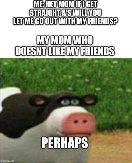 Perhaps cow | ME: HEY MOM IF I GET STRAIGHT A'S WILL YOU LET ME GO OUT WITH MY FRIENDS? MY MOM WHO DOESNT LIKE MY FRIENDS; PERHAPS | image tagged in perhaps cow | made w/ Imgflip meme maker