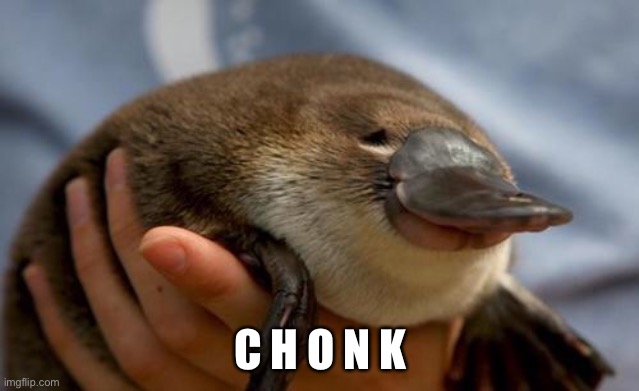 Platypus | C H O N K | image tagged in platypus | made w/ Imgflip meme maker