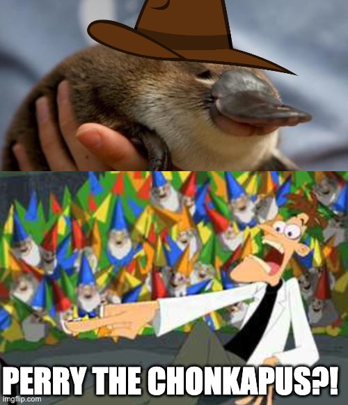 PERRY THE CHONKAPUS?! | image tagged in an ordinary platypus | made w/ Imgflip meme maker