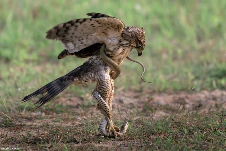 Hawk vs Snake | image tagged in hawk,vs,snake,awesome,pic | made w/ Imgflip meme maker