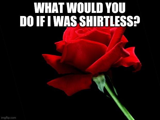 rose | WHAT WOULD YOU DO IF I WAS SHIRTLESS? | image tagged in rose | made w/ Imgflip meme maker