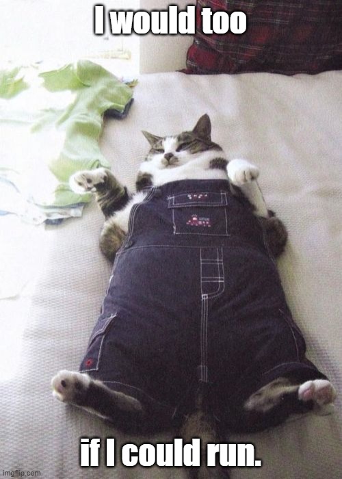 Fat Cat Meme | I would too if I could run. | image tagged in memes,fat cat | made w/ Imgflip meme maker