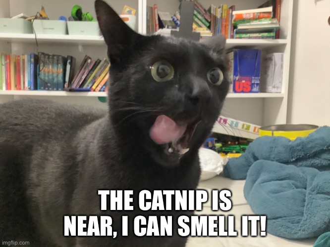 Meow meow meow, let me introduce myself I am CARBON THE CAT | THE CATNIP IS NEAR, I CAN SMELL IT! | image tagged in memes,cats,funny cat memes,funny cats,black cat | made w/ Imgflip meme maker
