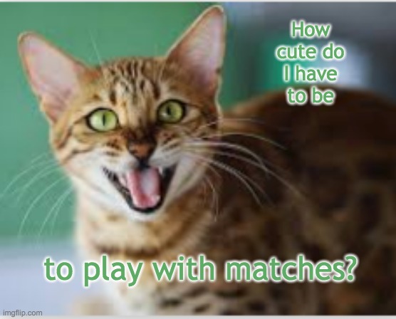 The problem with kittens | How cute do I have to be; to play with matches? | image tagged in cats,kitten,cute,danger | made w/ Imgflip meme maker