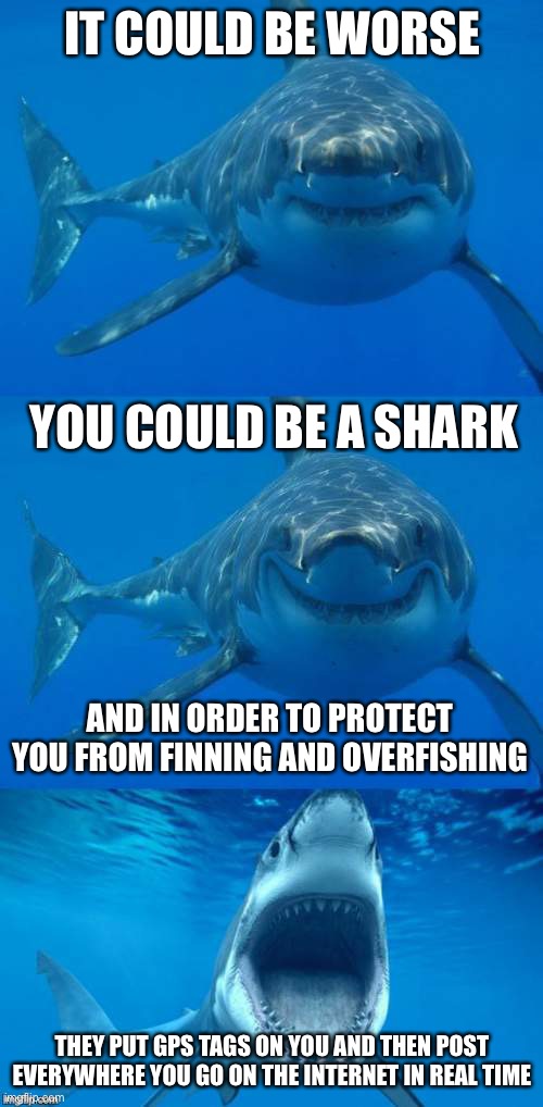 Bad Shark Pun  | IT COULD BE WORSE YOU COULD BE A SHARK AND IN ORDER TO PROTECT YOU FROM FINNING AND OVERFISHING THEY PUT GPS TAGS ON YOU AND THEN POST EVERY | image tagged in bad shark pun | made w/ Imgflip meme maker